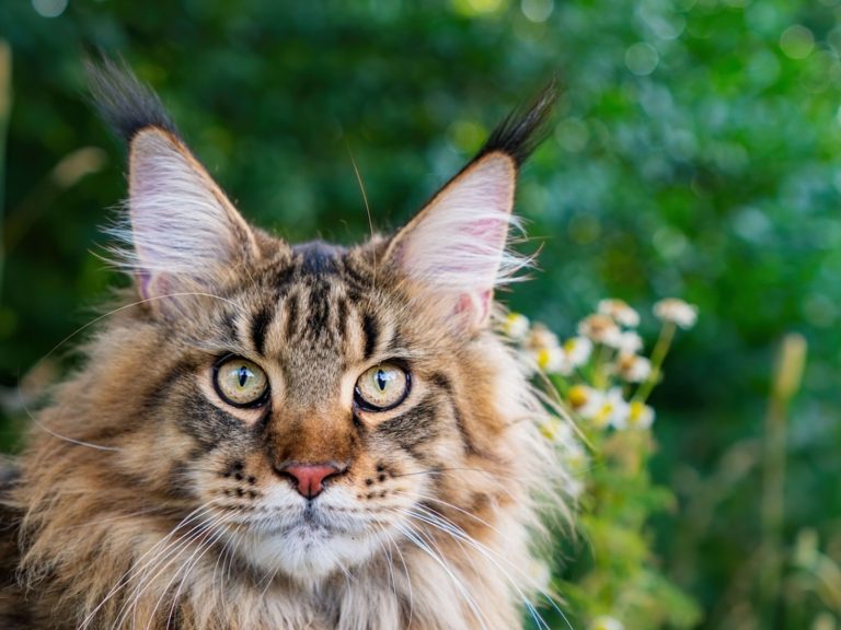 Maine Coon Kittens for Sale Oakland – Bring Joy to Your Home with a Maine Coon