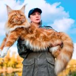 Maine Coon Cats for Sale Sacramento – Gentle Giants with Loving Hearts