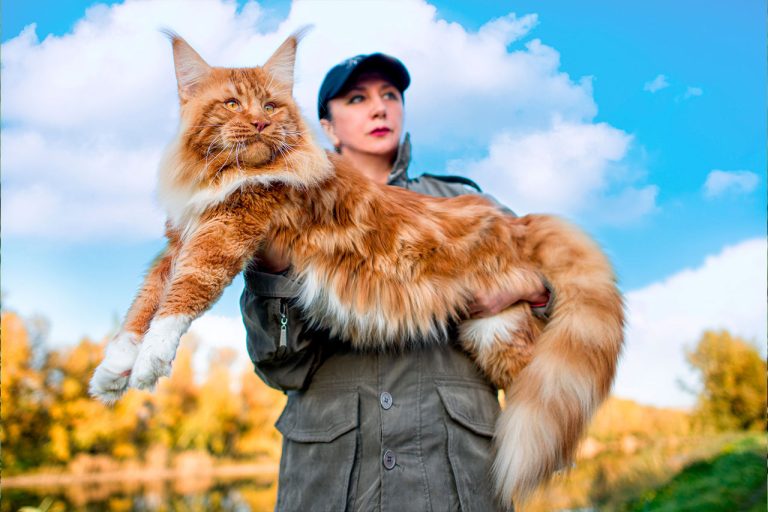 Maine Coon Cats for Sale Sacramento – Gentle Giants with Loving Hearts