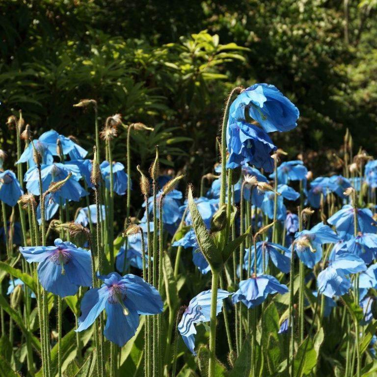 Blue poppy seeds 14 Amazing Benefits You Can’t Ignore