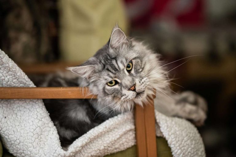 Maine Coon Cats for Sale Sacramento – Well-Socialized Pets