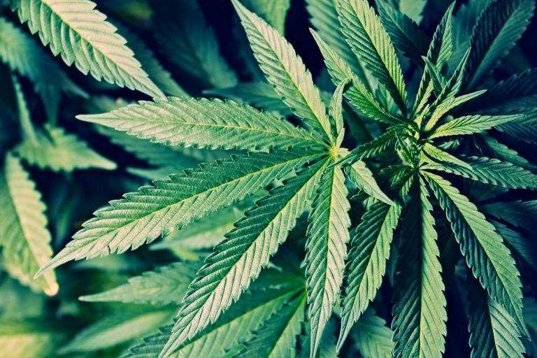 Best Cannabis Clubs Madrid for First-Time Visitors