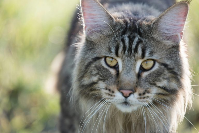 Your Source for Maine Coon Cats for Sale Near Me in CA